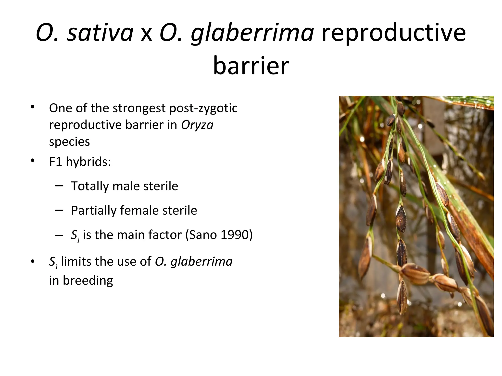 O. sativa x O. glaberrima reproductive
barrier
•

•

One of the strongest post-zygotic
reproductive barrier in Oryza
species
F1 hybrids:
– Totally male sterile
– Partially female sterile
– S1 is the main factor (Sano 1990)

•

S1 limits the use of O. glaberrima
in breeding

 
