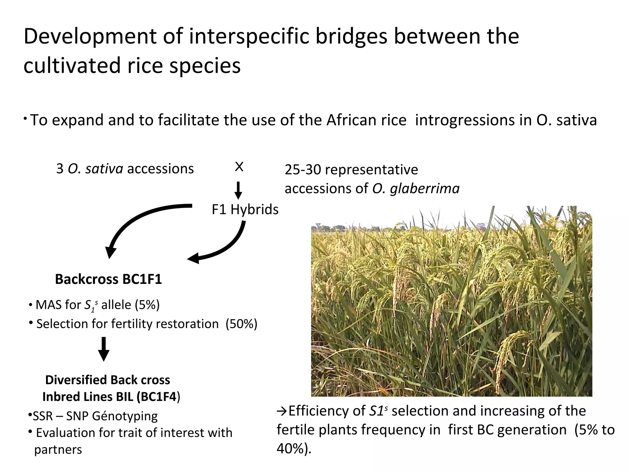 Development of interspecific bridges between the
cultivated rice species
• To

expand and to facilitate the use of the African rice introgressions in O. sativa
X

3 O. sativa accessions

25-30 representative
accessions of O. glaberrima

F1 Hybrids

Backcross BC1F1
• MAS for S1s allele (5%)

• Selection for fertility restoration (50%)

Diversified Back cross
Inbred Lines BIL (BC1F4)
•SSR – SNP Génotyping
• Evaluation for trait of interest with
partners

Efficiency of

S1s selection and increasing of the
fertile plants frequency in first BC generation (5% to
40%).

 