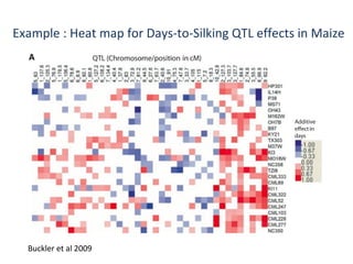 Example : Heat map for Days-to-Silking QTL effects in Maize

Buckler et al 2009

 
