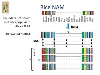 Rice NAM
Founders : O. sativa 
cultivars popular in
Africa & LA

x

All crossed to IR64
SSD
1
2
3
.
.
.
.
.

F7

IR64

 