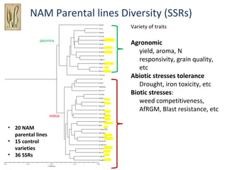 NAM Parental lines Diversity (SSRs)
Nerica5
CG14

Variety of traits

Nerica4
ITA150

japonica

WAB56-104
Nerica3
WAB181-1
WAB96-3
IAC165
FARO11
Moroberekan
Lac23
IRAT104
Chocoto
Co39
Rock5
Gambiaka
IET3137
ITA306
BG90-2
Cisadane
Nerica19
IR13240
Tox3100

indica

Suakoko
Kogoni91-1

• 20 NAM
parental lines
• 15 control
varieties
• 36 SSRs

IR64
Foniap2000
BW348-1
Bouake189
Djoukeme
WAB638-1
ITA212
B6144
FARO31
WAB96-1-1

0.00

0.25

0.50

Coefficient

0.75

1.00

Agronomic
yield, aroma, N
responsivity, grain quality,
etc
Abiotic stresses tolerance
Drought, iron toxicity, etc
Biotic stresses:
weed competitiveness,
AfRGM, Blast resistance, etc

 