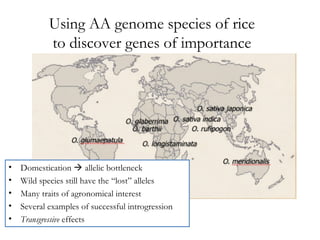 Using AA genome species of rice
to discover genes of importance

•
•
•
•
•

Domestication  allelic bottleneck
Wild species still have the “lost” alleles
Many traits of agronomical interest
Several examples of successful introgression
Transgressive effects

 