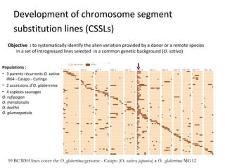 Development of chromosome segment
substitution lines (CSSLs)
Objective : to systematically identify the alien variation provided by a donor or a remote species
in a set of introgressed lines selected in a common genetic background (O. sativa)
Populations :
• 3 parents récurrents O. sativa
IR64 - Caiapo - Curinga
• 2 accessions d’O. glaberrima
• 4 espèces sauvages
O. rufipogon
O. meridionalis
O. barthii
O. glumaepatula

59 BC3DH lines cover the O. glaberrima genome - Caiapo (O. sativa japonica) x O. glaberrima MG12

 