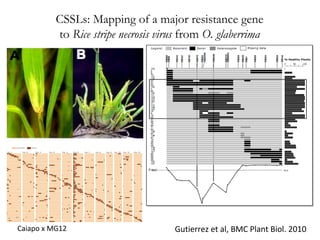 CSSLs: Mapping of a major resistance gene
to Rice stripe necrosis virus from O. glaberrima

Caiapo x MG12

Gutierrez et al, BMC Plant Biol. 2010

 