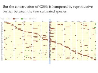 But the construction of CSSls is hampered by reproductive
barrier between the two cultivated species

 
