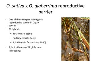 O. sativa x O. glaberrima reproductive
barrier
•

•

One of the strongest post-zygotic
reproductive barrier in Oryza
species
F1 hybrids:
– Totally male sterile
– Partially female sterile
– S1 is the main factor (Sano 1990)

•

S1 limits the use of O. glaberrima
in breeding

 