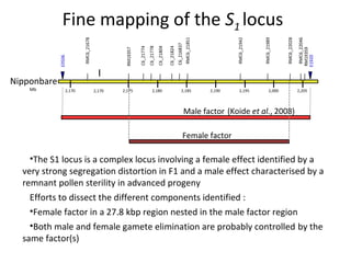 RMC6_22046
RM19359
E1920

RMC6_22028

RMC6_21989

RMC6_21942

RMC6_21851

C6_216837

C6_21824

C6_21804

C6_21778

C6_21774

RM19357

RMC6_21678

E0506

Fine mapping of the S1 locus
Nipponbare
Mb

2,170

2,170

2,175

2,180

2,185

2,190

2,195

2,000

2,205

Male factor (Koide et al., 2008)
Female factor

•The S1 locus is a complex locus involving a female effect identified by a
very strong segregation distortion in F1 and a male effect characterised by a
remnant pollen sterility in advanced progeny
Efforts to dissect the different components identified :
•Female factor in a 27.8 kbp region nested in the male factor region
•Both male and female gamete elimination are probably controlled by the
same factor(s)

 