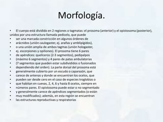 Morfología.
• El cuerpo está dividido en 2 regiones o tagmatas: el prosoma (anterior) y el opistosoma (posterior),
unidos por una estructura llamada pedicelo, que puede
• ser una marcada constricción en algunos órdenes de
• arácnidos (unión caulogaster, ej. arañas y amblipígidos),
• o una unión amplia de ambos tagmas (unión hologaster,
• ej. escorpiones y opiliones). El prosoma tiene 6 pares
• de apéndices: quelíceros (2-3 segmentos), pedipalpos
• (máximo 6 segmentos) y 4 pares de patas ambulatorias
• (7 segmentos que pueden estar subdivididos o fusionados
• dependiendo del orden). La parte dorsal del prosoma está
• generalmente cubierto por un escudo o caparazón, que
• carece de antenas y donde se encuentran los ocelos, que
• pueden ser desde cero en el caso de especies troglobias o
• que habitan en cuevas, 2, 4, 6 y hasta 8 ocelos, siempre en
• números pares. El opistosoma puede estar o no segmentado
• y generalmente carece de apéndices segmentados (o están
• muy modificados); además, en esta región se encuentran
• las estructuras reproductivas y respiratorias
 