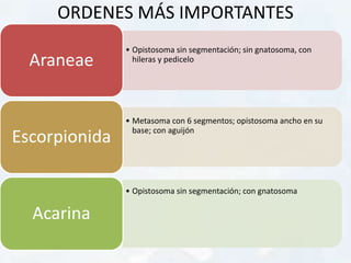 ORDENES MÁS IMPORTANTES
• Opistosoma sin segmentación; sin gnatosoma, con
hileras y pediceloAraneae
• Metasoma con 6 segmentos; opistosoma ancho en su
base; con aguijón
Escorpionida
• Opistosoma sin segmentación; con gnatosoma
Acarina
 