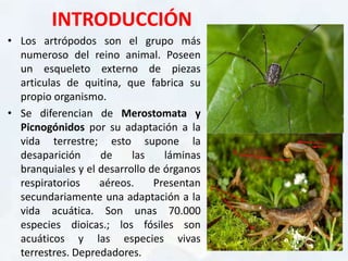 INTRODUCCIÓN
• Los artrópodos son el grupo más
numeroso del reino animal. Poseen
un esqueleto externo de piezas
articulas de quitina, que fabrica su
propio organismo.
• Se diferencian de Merostomata y
Picnogónidos por su adaptación a la
vida terrestre; esto supone la
desaparición de las láminas
branquiales y el desarrollo de órganos
respiratorios aéreos. Presentan
secundariamente una adaptación a la
vida acuática. Son unas 70.000
especies dioicas.; los fósiles son
acuáticos y las especies vivas
terrestres. Depredadores.
 