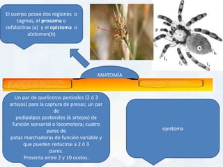ANATOMÍA
EXTERNA
El cuerpo posee dos regiones o
tagmas, el prosoma o
cefalotórax (a) y el opistoma o
abdomen(b)
Un par de quelíceros perórales (2 ó 3
artejos) para la captura de presas; un par
de
pedipalpos postorales (6 artejos) de
función sensorial o locomotora; cuatro
pares de
patas marchadoras de función variable y
que pueden reducirse a 2 ó 3
pares.
Presenta entre 2 y 10 ocelos.
opistoma
 