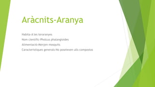 Aràcnits-Aranya
Habita-A les teraranyes
Nom científic-Pholcus phalangioides
Alimentació-Menjen mosquits
Caracteristiques generals-No poseiexen ulls compostos
 