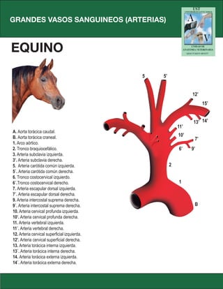 5’5
12’
15’
14’13’
11’
10’
7’
9’6’
2
1
B
GRANDES VASOS SANGUINEOS (ARTERIAS)
EQUINO
A. Aorta torácica caudal.
B. Aorta torácica craneal.
1. Arco aórtico.
2. Tronco braquiocefálico.
3. Arteria subclavia izquierda.
3’. Arteria subclavia derecha.
5. Arteria carótida común izquierda.
5´. Arteria carótida común derecha.
6. Tronco costocervical izquierdo.
6´.Tronco costocervical derecho.
7. Arteria escapular dorsal izquierda.
7´. Arteria escapular dorsal derecha.
9. Arteria intercostal suprema derecha.
9´. Arteria intercostal suprema derecha.
10. Arteria cervical profunda izquierda.
10’. Arteria cervical profunda derecha.
11. Arteria vertebral izquierda.
11´. Arteria vertebral derecha.
12. Arteria cervical superficial izquierda.
12’. Arteria cervical superficial derecha.
13. Arteria torácica interna izquierda.
13´. Arteria torácica interna derecha.
14. Arteria torácica externa izquierda.
14´. Arteria torácica externa derecha.
 
