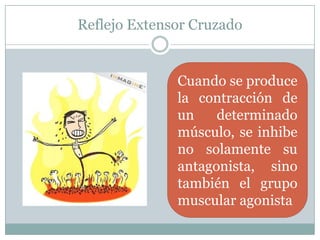 Reflejo Extensor CruzadoCuando se produce la contracción de un determinado músculo, se inhibe no solamente su antagonista, sino también el grupo muscular agonista