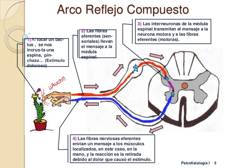 Arco reflejo