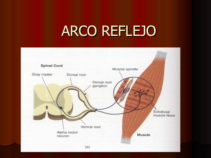 Arco reflejo
