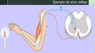 z
Ejemplo de arco reflejo
 