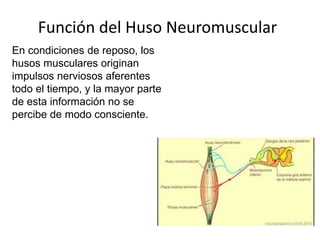 Función del Huso Neuromuscular
En condiciones de reposo, los
husos musculares originan
impulsos nerviosos aferentes
todo el tiempo, y la mayor parte
de esta información no se
percibe de modo consciente.
 