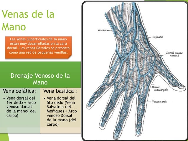 Las venas aplastadas en los pies