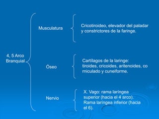 Cricotiroideo, elevador del paladar y constrictores de la faringe.Musculatura4, 5 Arco BranquialCartílagos de la laringe: tiroides, cricoides, aritenoides, corniculado y cuneiforme.ÓseoX. Vago: rama laríngea superior (hacia el 4 arco). Rama laríngea inferior (hacia el 6).Nervio