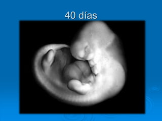 40 días