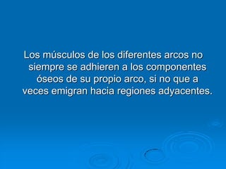 Los músculos de los diferentes arcos no siempre se adhieren a los componentes óseos de su propio arco, si no que a veces emigran hacia regiones adyacentes. 
