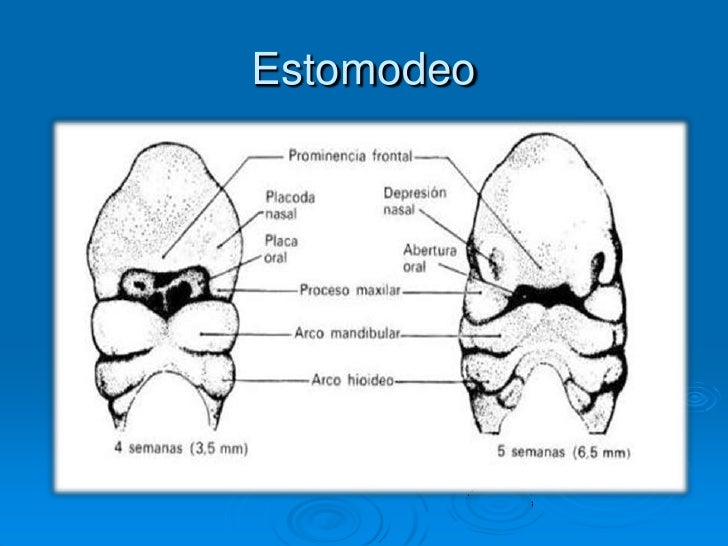 Desarrollo de los arcos branquiales pdf