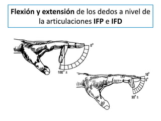 Arcos De Movilidad De Mano PPTX arcos-de-movilidad-de-mano-pptx