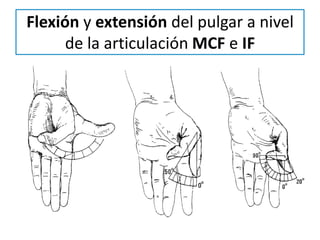 Arcos De Movilidad De Mano PPTX arcos-de-movilidad-de-mano-pptx