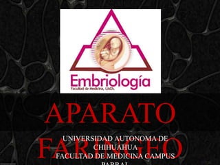 APARATO
   UNIVERSIDAD AUTONOMA DE

FARINGEO  CHIHUAHUA
 FACULTAD DE MEDICINA CAMPUS
 