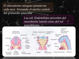 El mesodermo miogeno penetra en
cada arco formando el núcleo central
del primordio muscular
                Las cel. Endoteliales proceden del
                mesodermo lateral como del los
                angioblastos
 