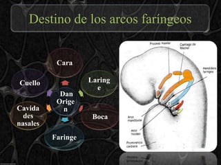 Destino de los arcos faríngeos


           Cara

Cuello              Laring
                      e
            Dan
           Orige
Cavida       n
  des                Boca
nasales
          Faringe
 