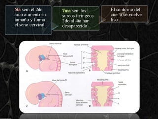 5ta sem el 2do     7ma sem los        El contorno del
arco aumenta su    surcos faringeos   cuello se vuelve
tamaño y forma     2do al 4to han     liso
el seno cervical   desaparecido
 