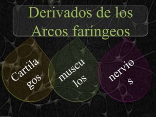 Derivados de los
Arcos faríngeos
 