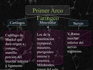 Primer Arco
                    Faríngeo
   Cartilagos        Musculatur       Nervio
                         a

Cartílago de        Los de la     V. Rama
Meckel que          masticación   maxilar
dará origen a       (temporal,    inferior del
yunque,             masetero,     nervio
martillo.           pterigoideo   trigémino.
porción del         interno y
maxilar inferior    externo).
y ligamento         Milohiodeo,
 
