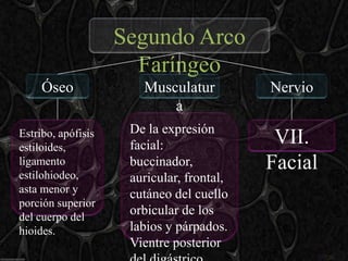 Segundo Arco
                      Faríngeo
     Óseo              Musculatur          Nervio
                           a
                     De la expresión
Estribo, apófisis
estiloides,          facial:                VII.
ligamento
estilohiodeo,
                     buccinador,           Facial
                     auricular, frontal,
asta menor y         cutáneo del cuello
porción superior
del cuerpo del
                     orbicular de los
hioides.             labios y párpados.
                     Vientre posterior
 