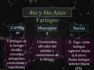 4to y 6to Arco
                   Faríngeo
  Cartílag         Musculatur           Nervio
    os                 a
Cartílagos de      Cricotiroideo,    X. Vago: rama
  la laringe:       elevador del        laríngea
   tiroides,          paladar y      superior (hacia
  cricoides,      constrictores de     el 4 arco).
 aritenoides,        la faringe.     Rama laríngea
corniculado y                        inferior (hacia
 cuneiforme.                              el 6).
 