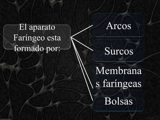 El aparato      Arcos
Faríngeo esta
formado por:      Surcos
                Membrana
                s faríngeas
                  Bolsas
 
