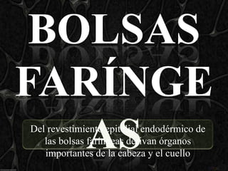 BOLSAS
FARÍNGE
   AS
Del revestimiento epitelial endodérmico de
   las bolsas faríngeas derivan órganos
   importantes de la cabeza y el cuello
 