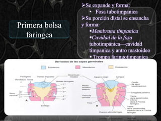 Se expande y forma:
                    • Fosa tubotimpanica
                Su porción distal se ensancha
Primera bolsa   y forma:
                    Membrana timpanica
   faríngea         Cavidad de la fosa
                    tubotimpánica—cavidad
                    timpanica y antro mastoideo
                     Trompa faringotimpanica
 