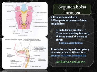 Segunda bolsa
         faríngea
Una parte se oblitera
Otra parte se conservaSeno
amigdalino:

    El endodermo prolifera 
    Crece en el mesénquima suby.
    forma yemas  yemas se
    abren:
       Criptas Amigdalinas

El endodermo tapiza las criptas y
el mesénquima se diferencia en
nódulos linfáticos. (semana 20)

    AMÍGDALA PALATINA
 