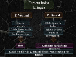 Tercera bolsa
                        faríngea

     P. Ventral                    P. Dorsal

         Hueca,                  Sólida, forma de
        alargada                       bulbo
 Epitelio de cada porción         Epitelio de cada
         prolifera.
                                      bulbo se
  Confluyen en plano
          medio                   diferencia en…


         Timo                   Glándulas paratiroides
                                       inferiores
Luego el timo y las g. paratiroides pierden conexión con
                         faringe.
 