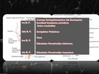 Trompa faringotimpánica (de Eustaquio)
1ra B. F.   Cavidad timpánica primitiva
            Antro mastoideo

2da B. F.   Amígdalas Palatinas

            Timo
3ra B. F.
            Glándulas Paratiroides Inferiores


4ta B. F.   Glándulas Paratiroides Superiores
 