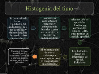 Histogenia del timo
Se desarrolla de            Los tubos se
                                              Algunas células
     las cel.              convierten en
                                                  epiteliales
 Epiteliales del             cordones y
                                                  forman los
endodermo de 3             emiten ramas
                                                 corpúsculos
 par de Bolsas y          laterales y estas
                                               tímicos (C.H),
del mesénquima            se convierten en
                                              otras forman un
formando tubos              el centro del
                                              retículo epitelial
   epiteliales.           nódulo del timo



                          El primordio del
  Durante el periodo                           Los linfocitos
    neonatal puede            timo esta
                                                 llenan los
extenderse a traves de      rodeado por
  la abertura toracica                         intersticios de
                          mesénquima que
 superior hacia la raiz                            las cel.
                          es esencial para
       del cuello                                Epiteliales
                           su desarrollo.
 