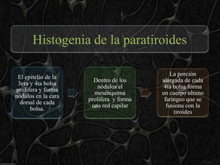 Histogenia de la paratiroides

                                             La porción
 El epitelio de la
                       Dentro de los     alargada de cada
 3era y 4ta bolsa
                        nódulos el        4ta bolsa forma
prolifera y forma
                       mesénquima        un cuerpo ultimo
nódulos en la cara
                     prolifera y forma    faríngeo que se
  dorsal de cada
                      una red capilar      fusiona con la
      bolsa.
                                              tiroides
 