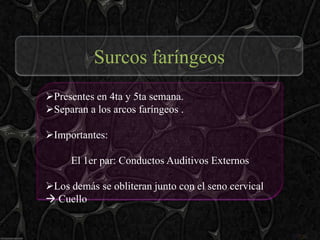 Surcos faríngeos
Presentes en 4ta y 5ta semana.
Separan a los arcos faríngeos .

Importantes:

     El 1er par: Conductos Auditivos Externos

Los demás se obliteran junto con el seno cervical
 Cuello
 