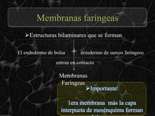 Membranas faríngeas
   Estructuras bilaminares que se forman:

El endodermo de bolsa   +   ectodermo de surcos faríngeos
                 entran en contacto

                  Membranas
                  Faríngeas
                            Importante:

                      1era membrana más la capa
                   interpueta de mesénquima forman
 