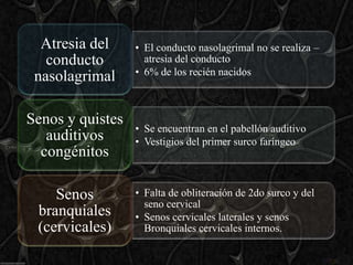 Atresia del     • El conducto nasolagrimal no se realiza –
   conducto         atresia del conducto
                  • 6% de los recién nacidos
 nasolagrimal

Senos y quistes
                  • Se encuentran en el pabellón auditivo
   auditivos      • Vestigios del primer surco faríngeo
  congénitos

    Senos         • Falta de obliteración de 2do surco y del
                    seno cervical
 branquiales      • Senos cervicales laterales y senos
 (cervicales)       Bronquiales cervicales internos.
 