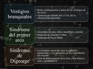 • Restos cartilaginosos u óseos de los cartílagos de
 Vestigios      los arcos
              • Aparecen por delante del 1/3 inf. del m.
branquiales     esternocleidomastoideo




Síndrome      • Anomalías en ojos, oídos, mandíbula y paladar
del primer    • Síndrome de Treacher Collins
              • Síndrome de Pierre Robín
   arco

Síndrome      • Los lactantes nacen sin timo ni glándulas
                paratiroides y con anomalías de los infundíbulos
   de           del corazón
              • Falta de diferenciación de la 3era y 4rta bolsas a
Digeorge        timo y glándulas P.T
 