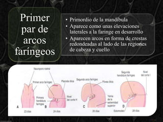 Primer     • Primordio de la mandíbula
            • Aparece como unas elevaciones
  par de      laterales a la faringe en desarrollo
            • Aparecen arcos en forma de crestas
  arcos       redondeadas al lado de las regiones
faríngeos     de cabeza y cuello
 